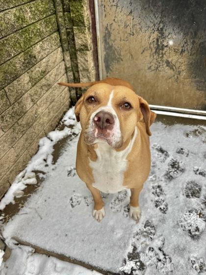 Hazel, Adoptable, Adult Female Pit Bull Terrier & Mixed Breed.