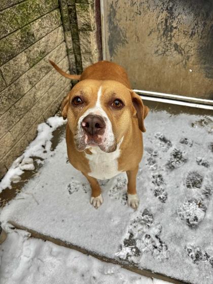 Hazel, a Adoptable mixed breed in South Bend, IN image 2/2