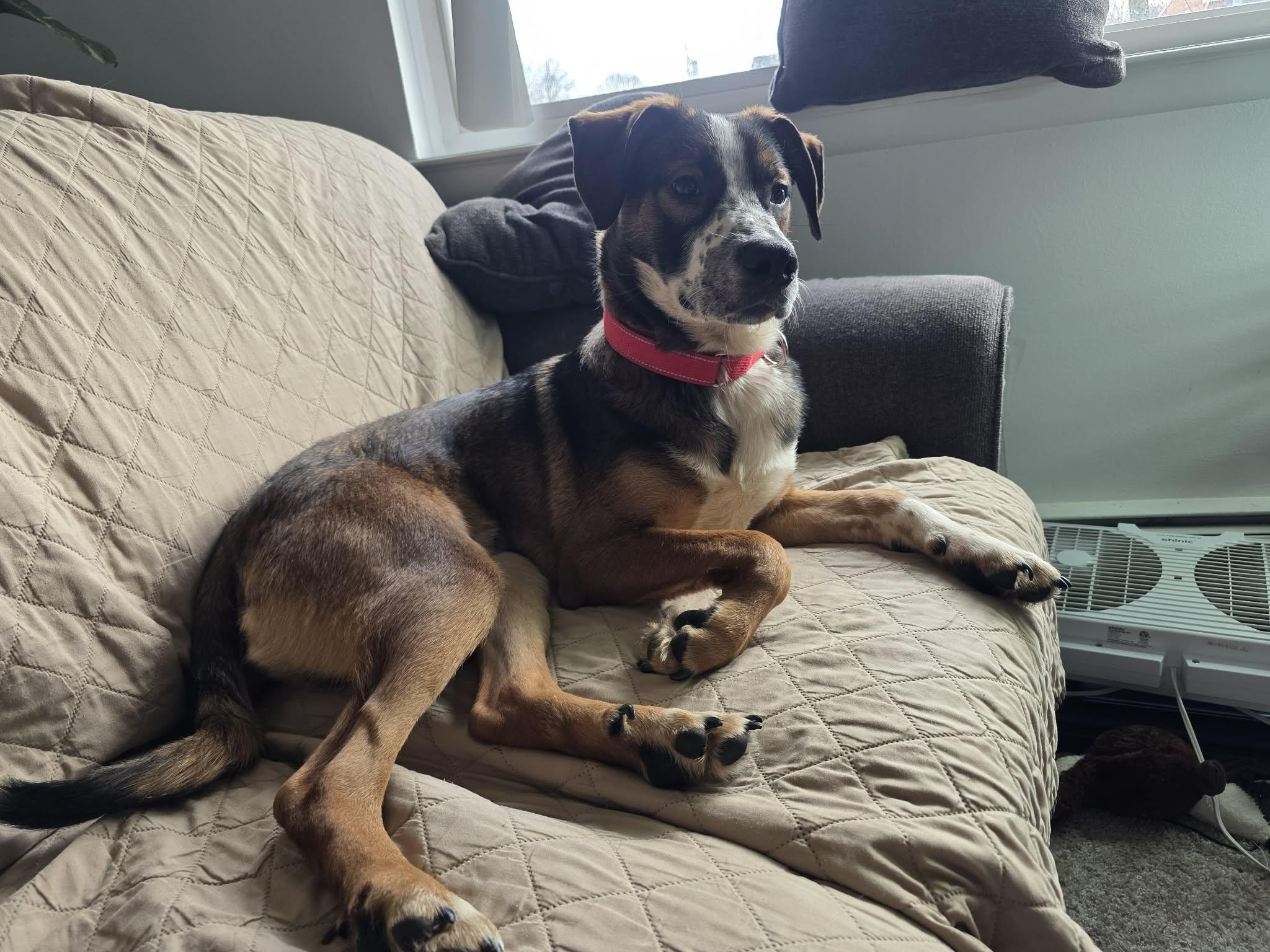 Enlarge Bode, an adopted mixed breed in Rochester, NY image 6/6