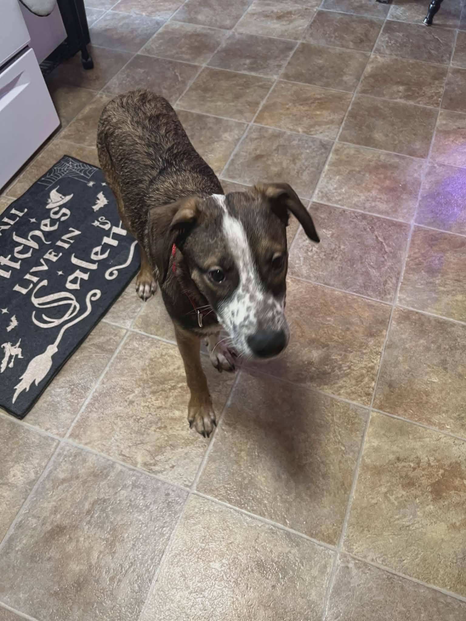 Enlarge Bode, an adopted mixed breed in Rochester, NY image 1/6