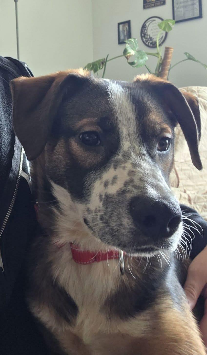 Enlarge Bode, an adopted mixed breed in Rochester, NY image 2/6