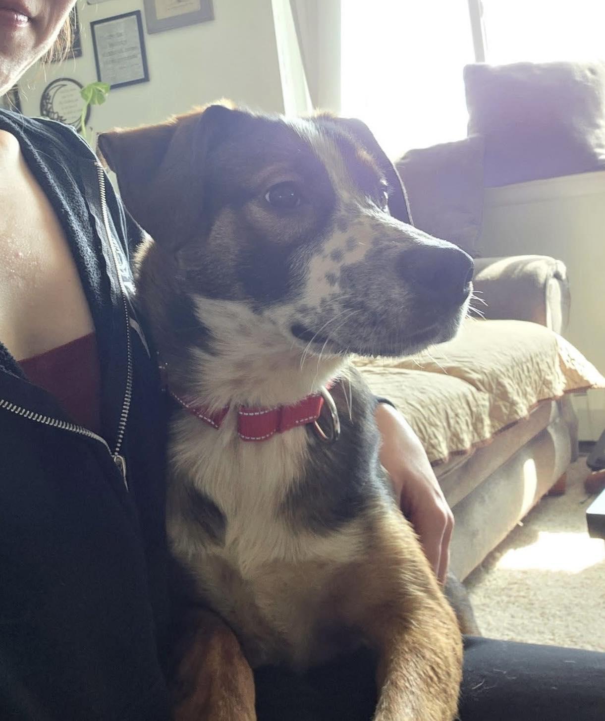 Enlarge Bode, an adopted mixed breed in Rochester, NY image 3/6