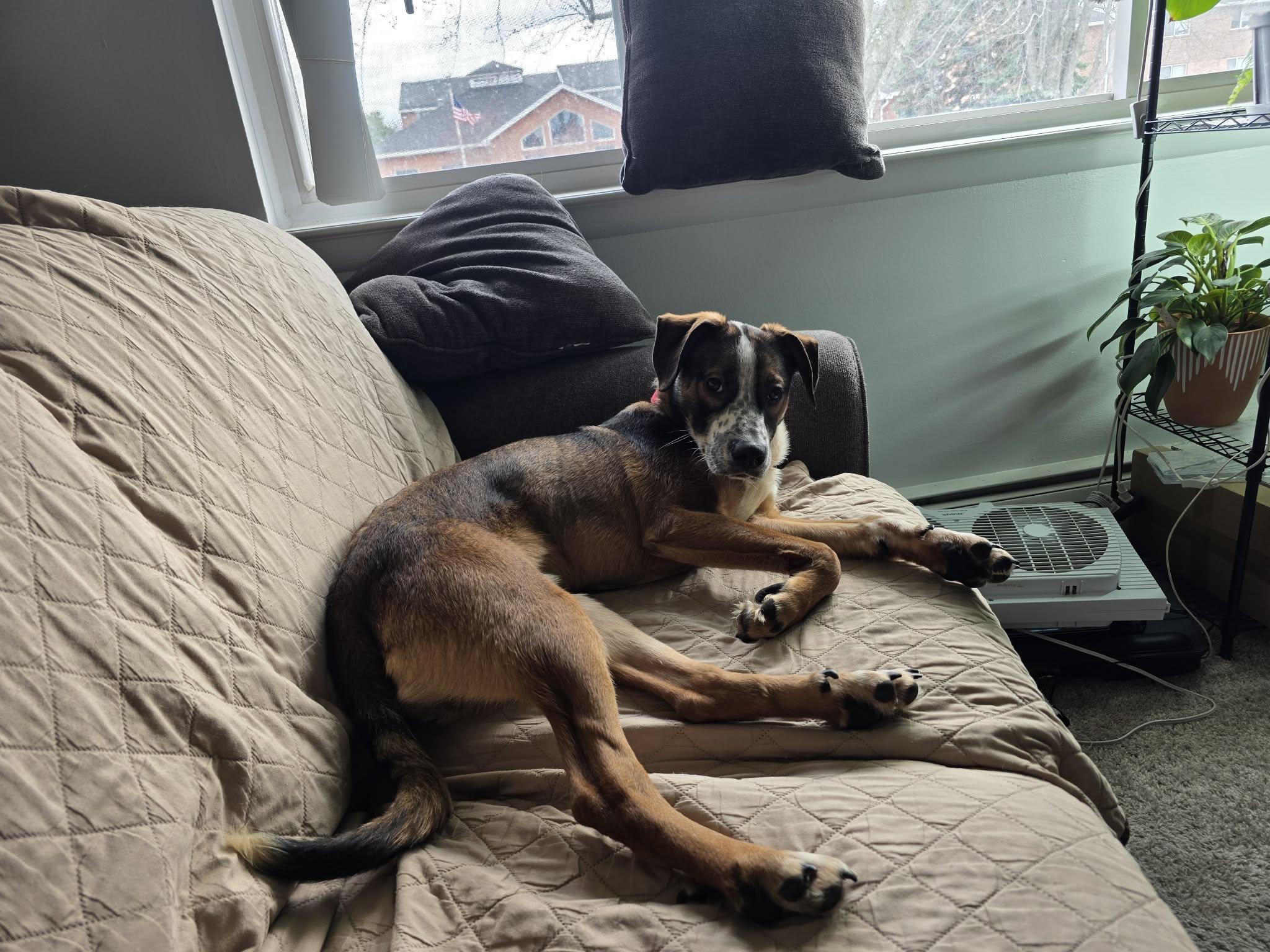 Enlarge Bode, an adopted mixed breed in Rochester, NY image 5/6