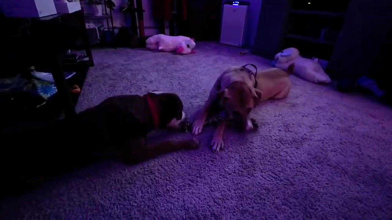 Enlarge Bode, an adopted mixed breed in Rochester, NY video 4/6