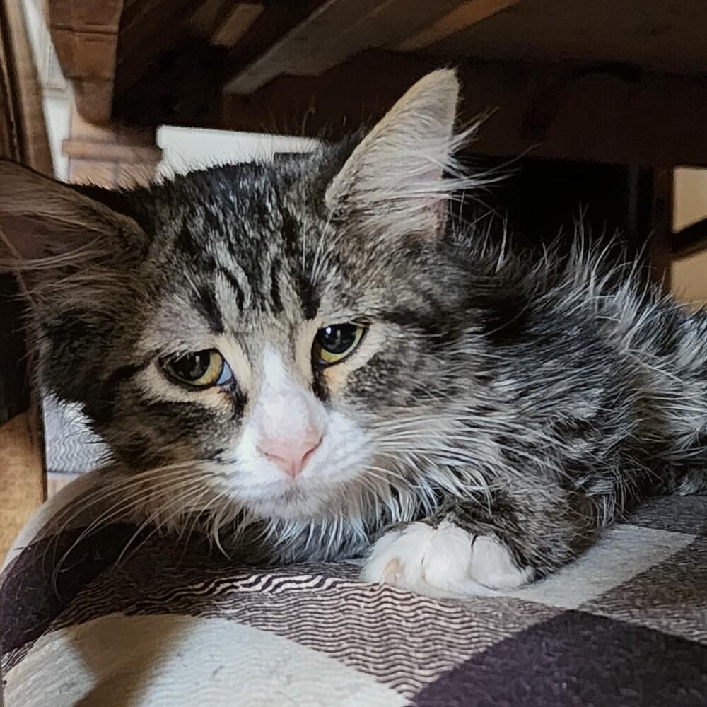 Enlarge Sol, a Adoptable Domestic Medium Hair in Albuquerque, NM image 1/2