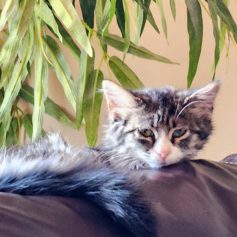 Enlarge Sol, a Adoptable Domestic Medium Hair in Albuquerque, NM image 2/2