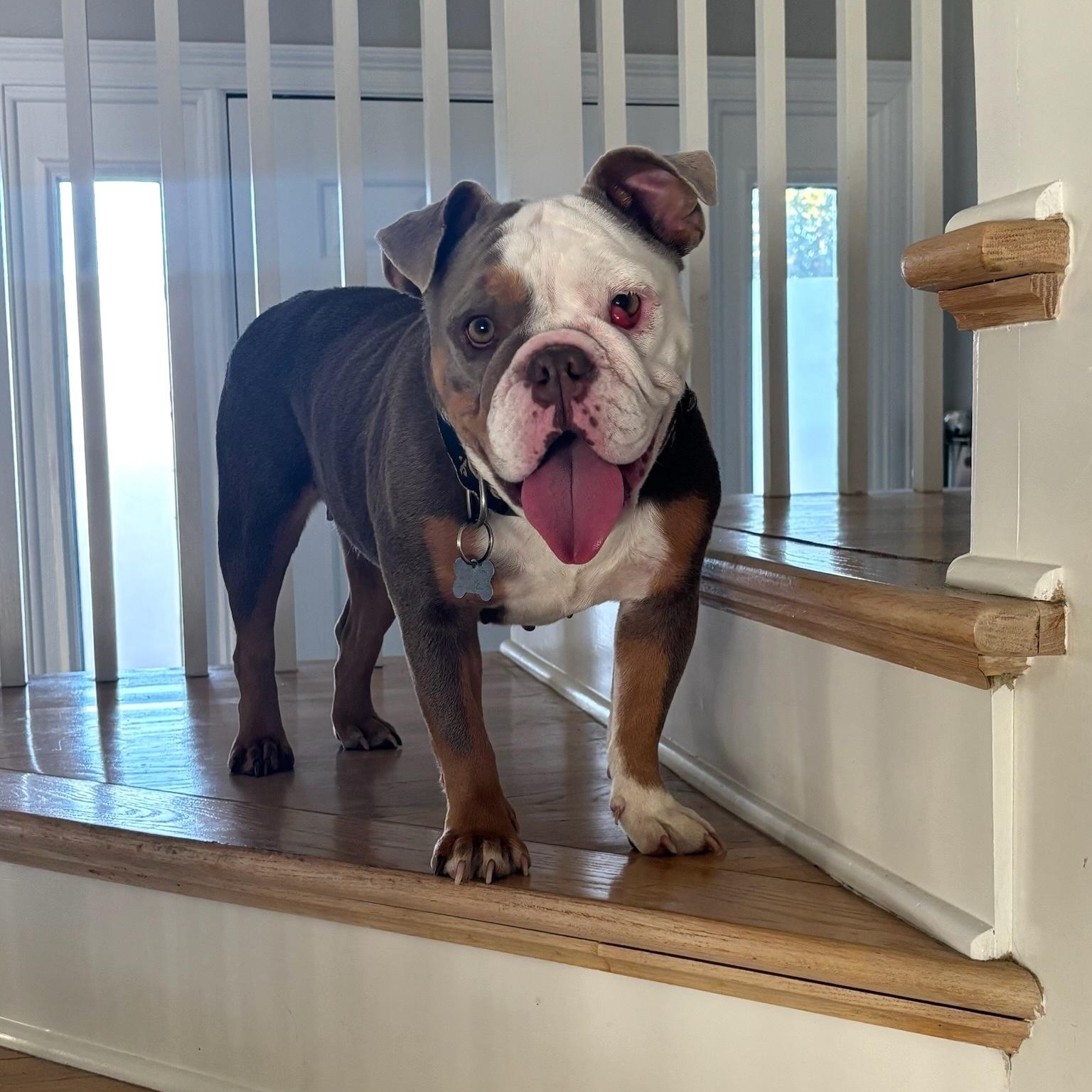 Enlarge Millie, a Adoptable English Bulldog in New Orleans, LA image 3/5