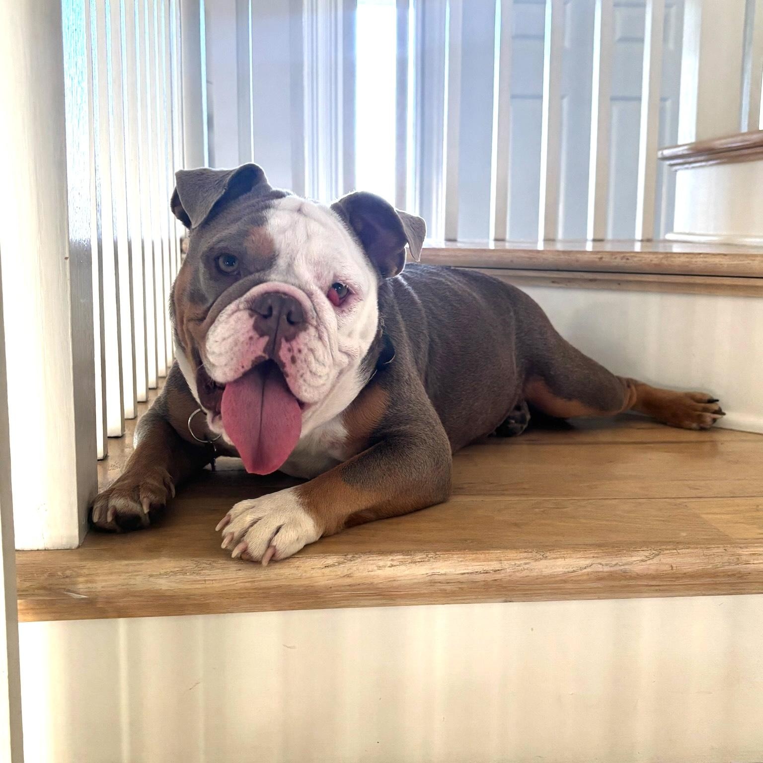 Millie, Adoptable, Young Female English Bulldog.