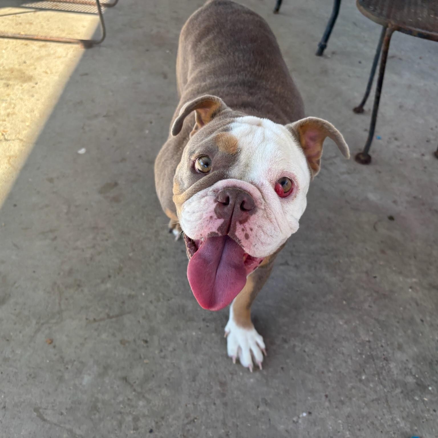 Enlarge Millie, a Adoptable English Bulldog in New Orleans, LA image 4/5