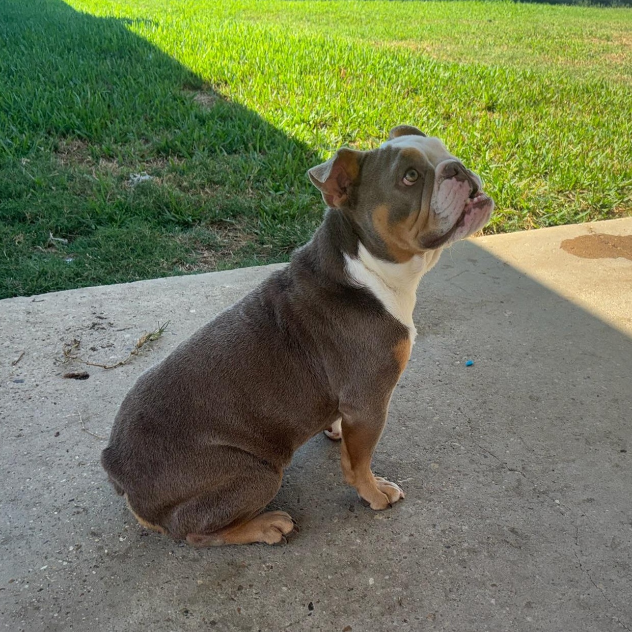 Enlarge Millie, a Adoptable English Bulldog in New Orleans, LA image 2/5