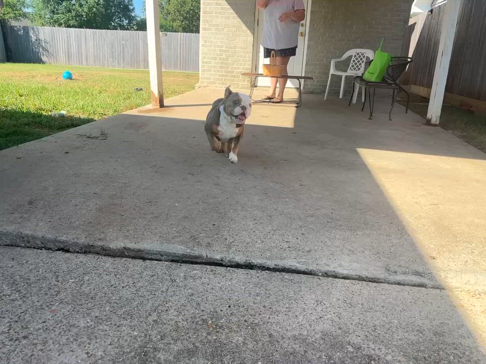 Enlarge Millie, a Adoptable English Bulldog in New Orleans, LA video 5/5