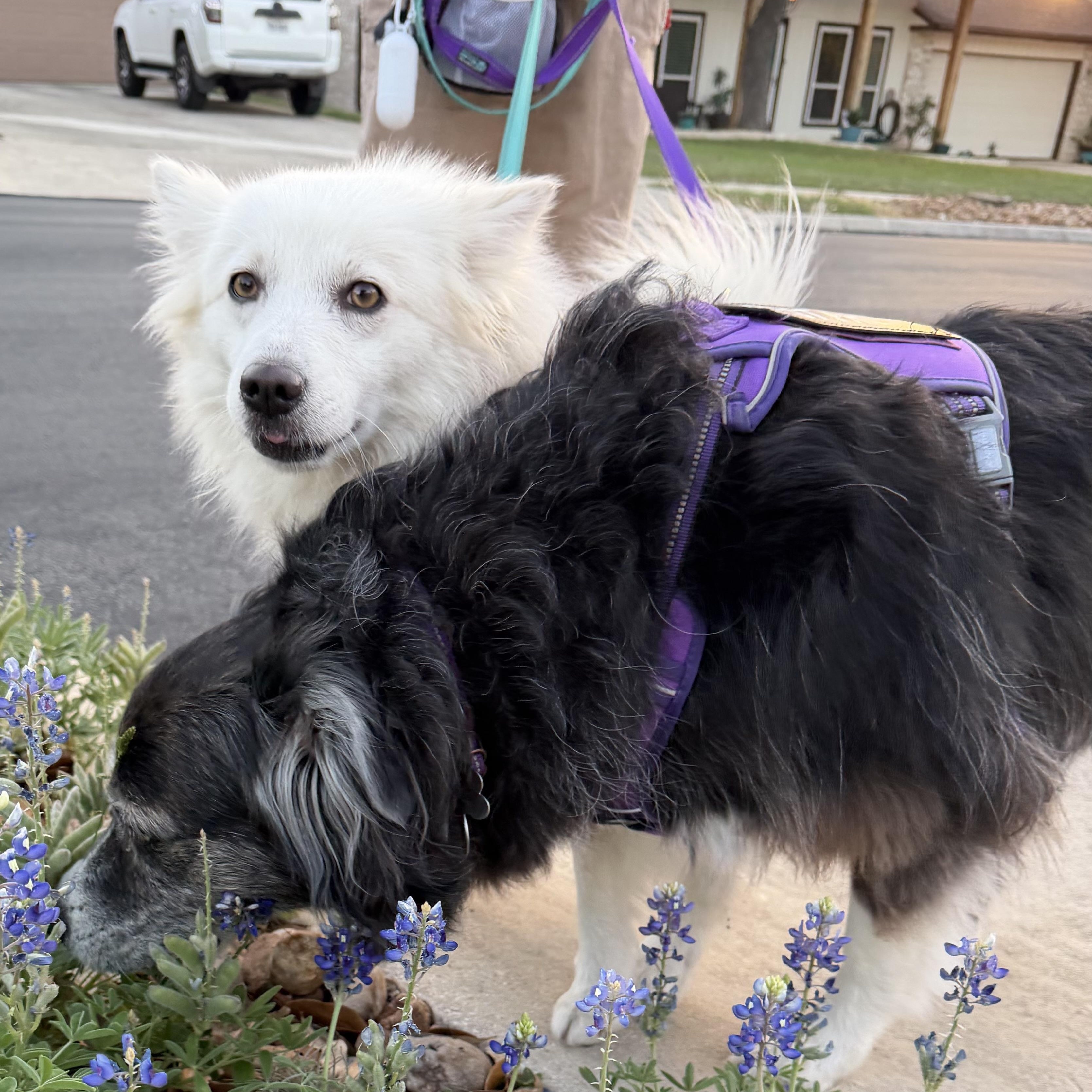 Enlarge Sumi, a ADOPTABLE American Eskimo Dog in Houston, TX image 4/6