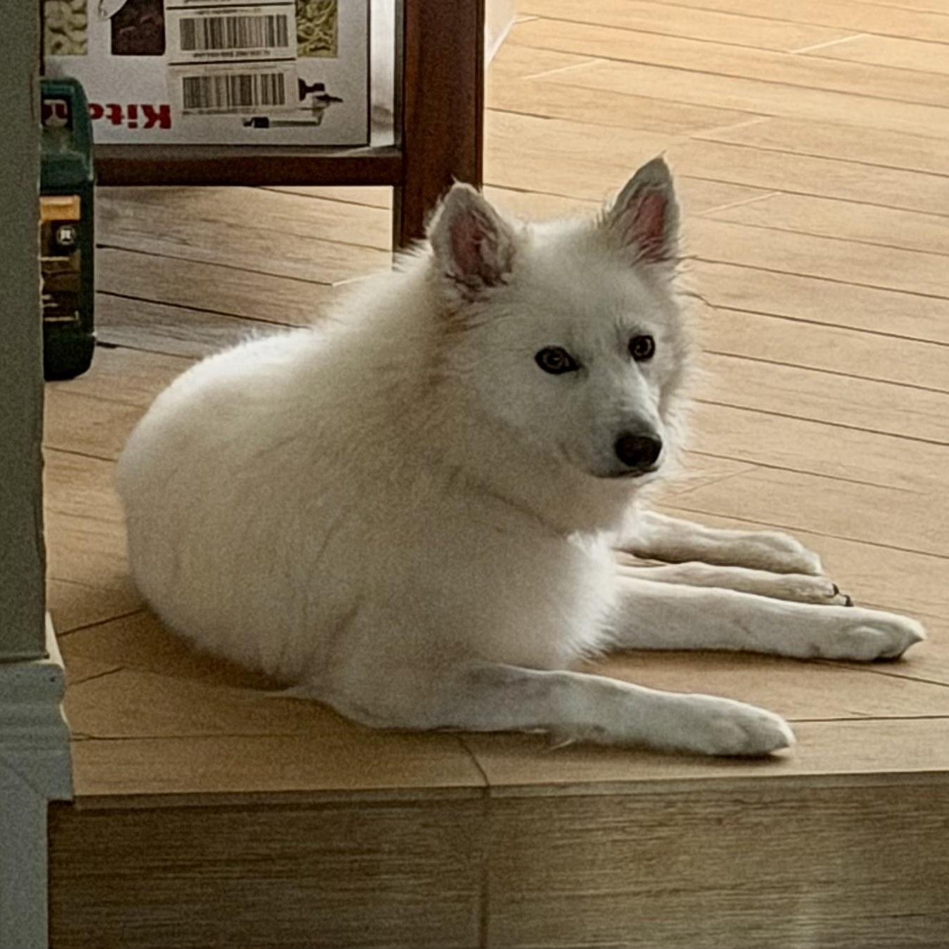 Enlarge Sumi, a ADOPTABLE American Eskimo Dog in Houston, TX image 5/6