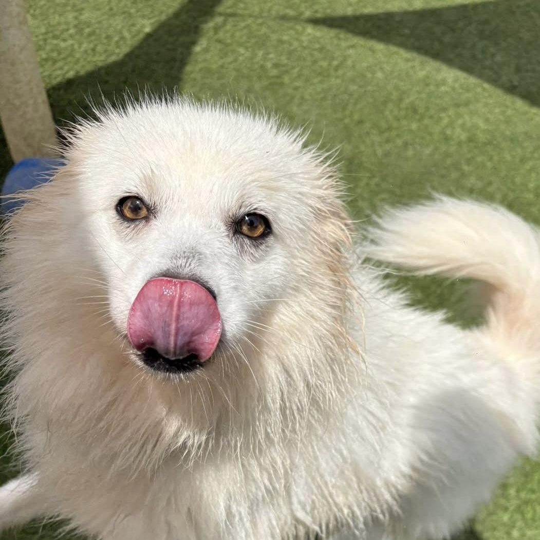 Enlarge Sumi, a ADOPTABLE American Eskimo Dog in Houston, TX image 2/6