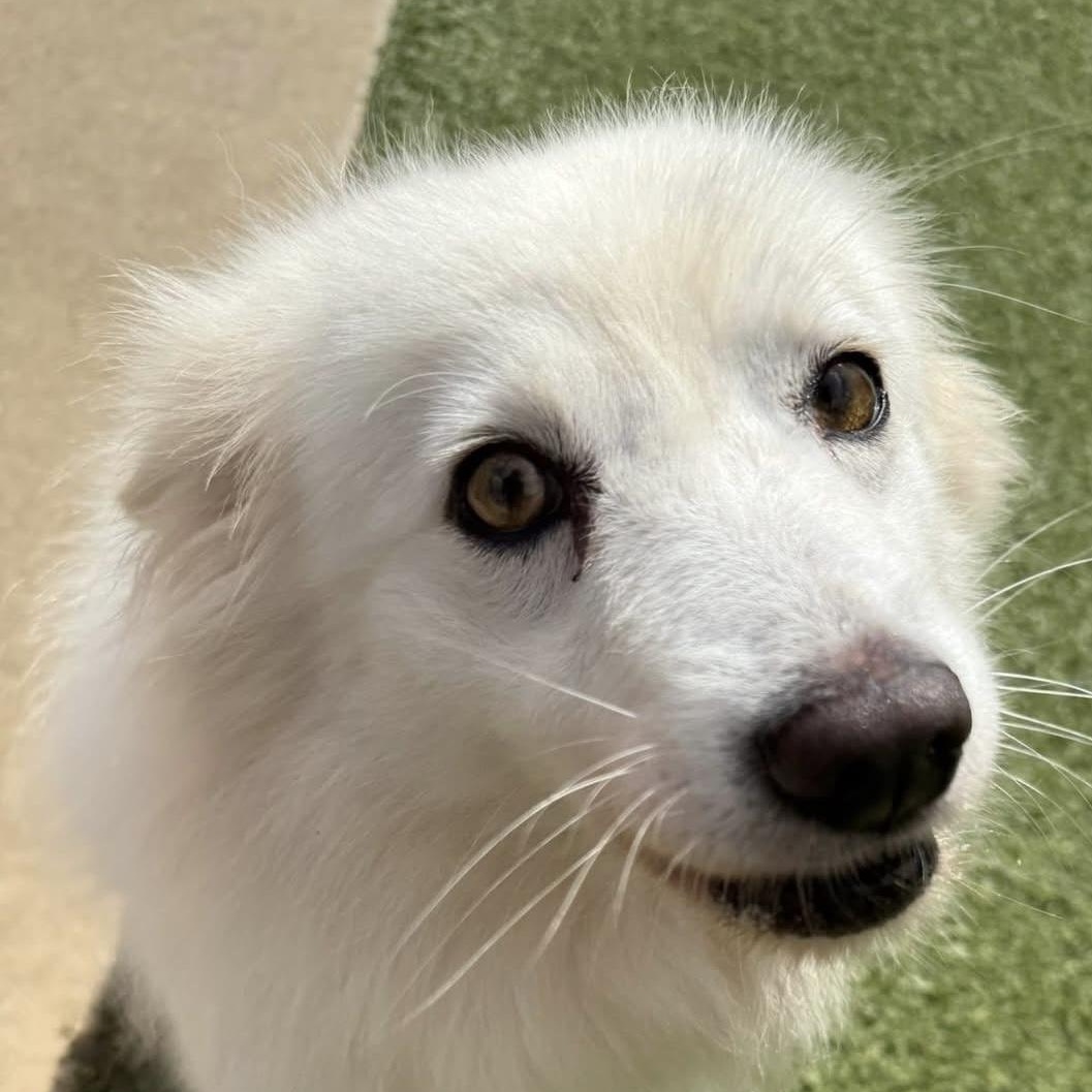 Enlarge Sumi, a ADOPTABLE American Eskimo Dog in Houston, TX image 3/6