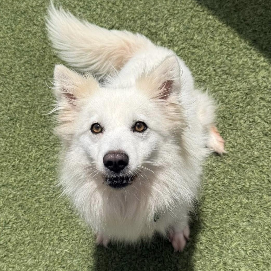 Enlarge Sumi, a ADOPTABLE American Eskimo Dog in Houston, TX image 1/6
