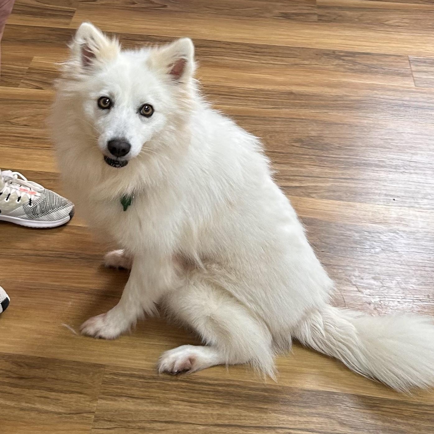 Enlarge Sumi, a ADOPTABLE American Eskimo Dog in Houston, TX image 6/6