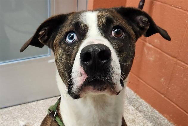 COOPER, Adoptable, Adult Male Boxer & Plott Hound.