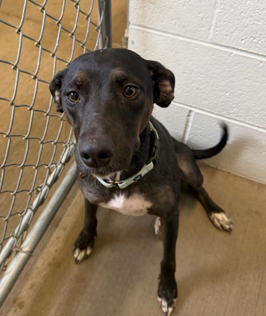 Enlarge Luna, a Adoptable mixed breed in Gillette, WY image 1/2