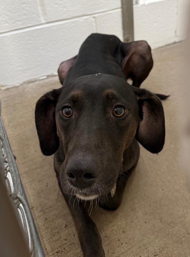 Enlarge Luna, a Adoptable mixed breed in Gillette, WY image 2/2
