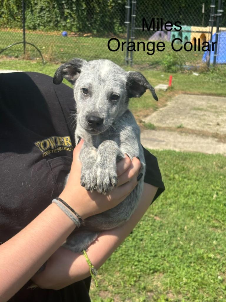 Miles II, Adopted, Puppy Male Australian Cattle Dog / Blue Heeler.
