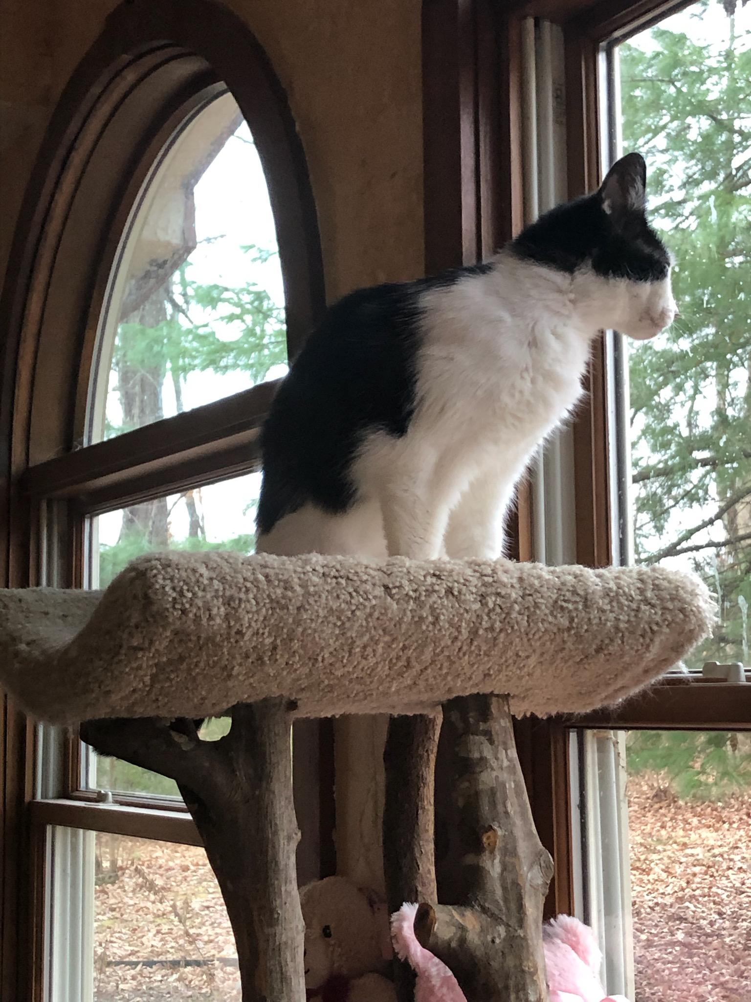 Enlarge Little Caesar, a ADOPTABLE Domestic Short Hair in Greenwood, IN image 2/3