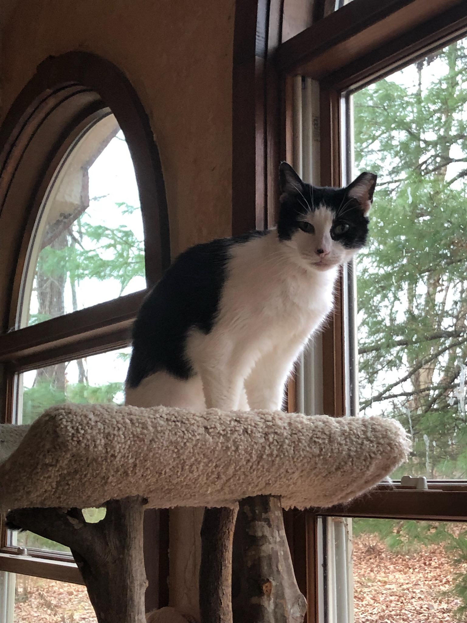 Enlarge Little Caesar, a ADOPTABLE Domestic Short Hair in Greenwood, IN image 3/3