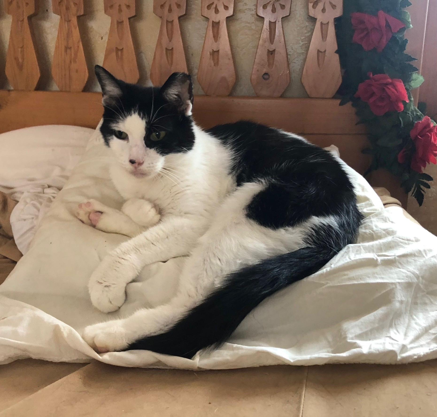 Little Caesar, ADOPTABLE, Adult Male Domestic Short Hair.