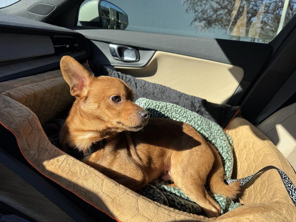 Enlarge Bertram, a Adoptable mixed breed in Saginaw, MI image 1/6