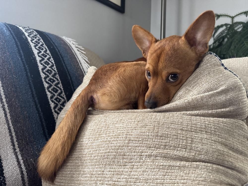 Enlarge Bertram, a Adoptable mixed breed in Saginaw, MI image 2/6