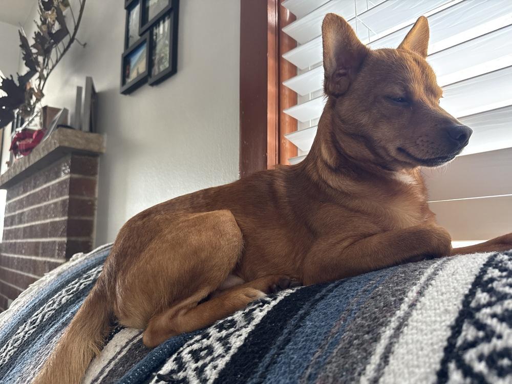 Enlarge Bertram, a Adoptable mixed breed in Saginaw, MI image 3/6