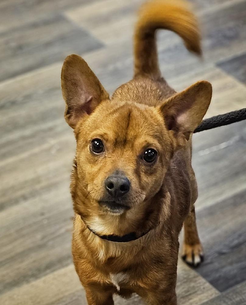 Enlarge Bertram, a Adoptable mixed breed in Saginaw, MI image 4/6