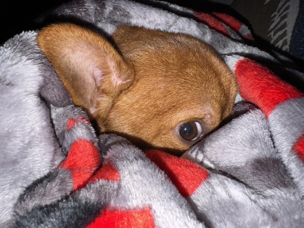 Enlarge Bertram, a Adoptable mixed breed in Saginaw, MI image 5/6