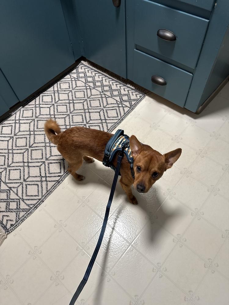 Enlarge Bertram, a Adoptable mixed breed in Saginaw, MI image 6/6