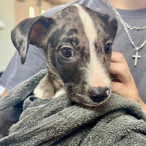 Lulu, Adoptable, Puppy Male Catahoula Leopard Dog & Mixed Breed.