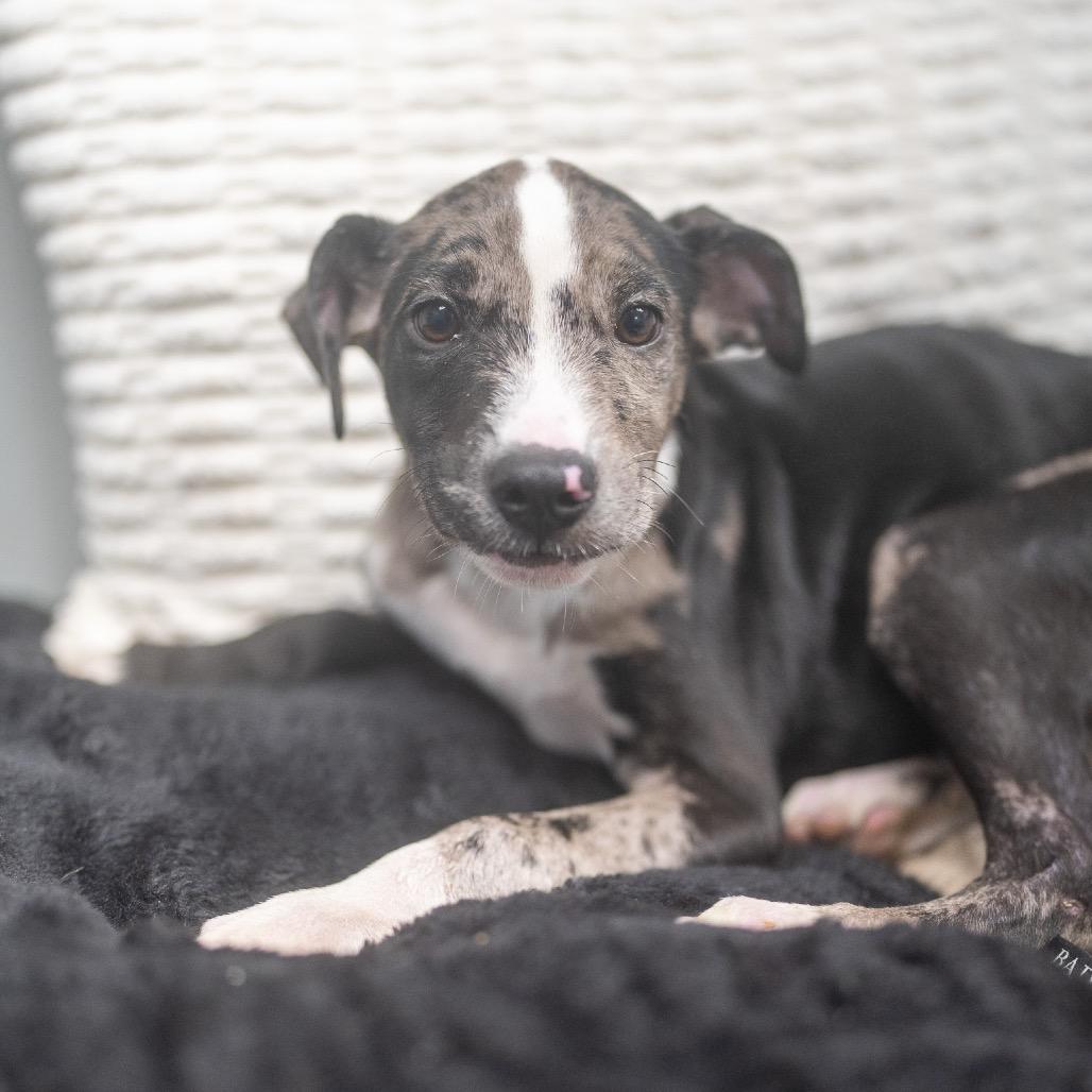 Enlarge Lulu, a Adoptable mixed breed in Pawling, NY image 2/6