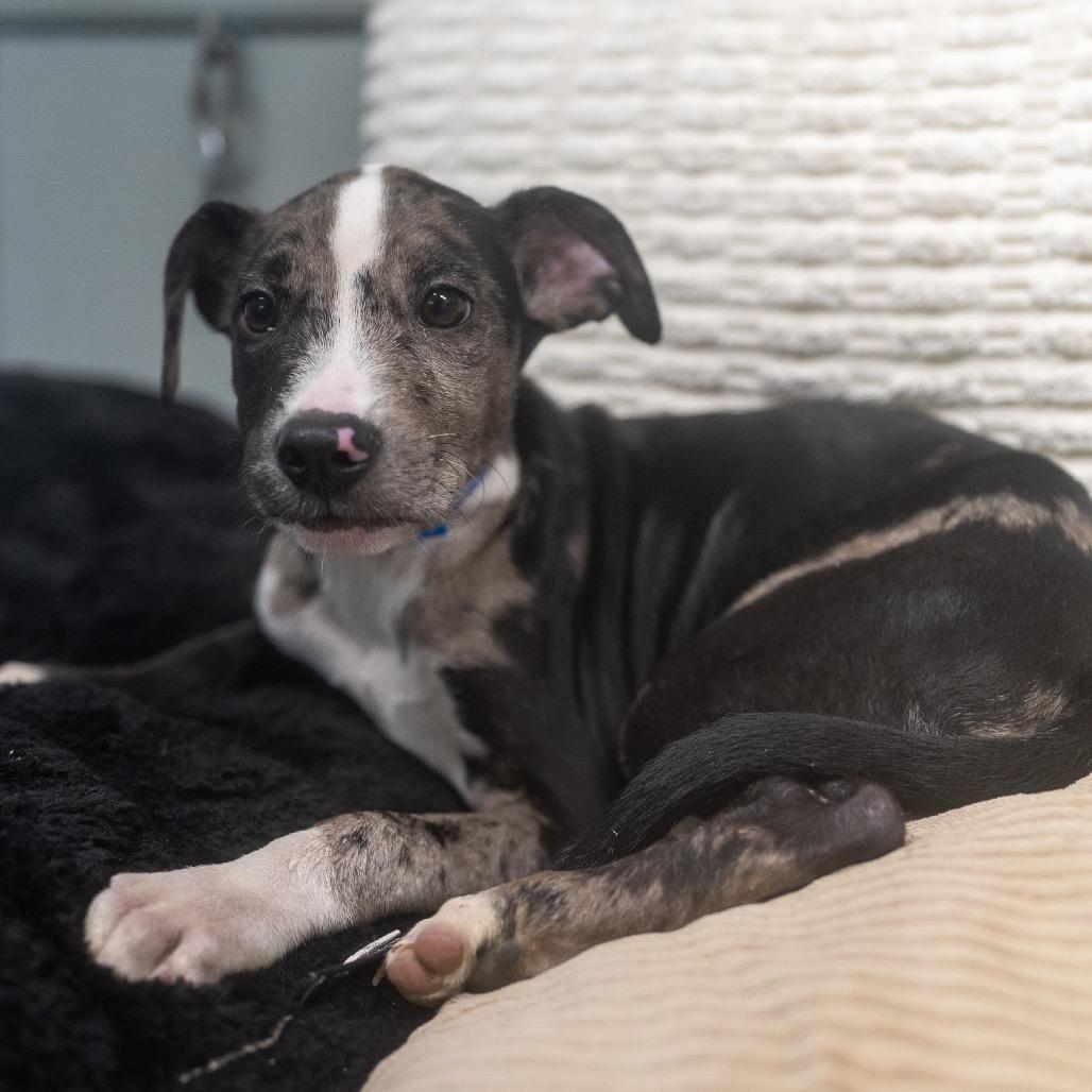 Enlarge Lulu, a Adoptable mixed breed in Pawling, NY image 3/6