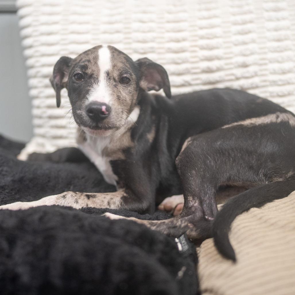 Enlarge Lulu, a Adoptable mixed breed in Pawling, NY image 4/6