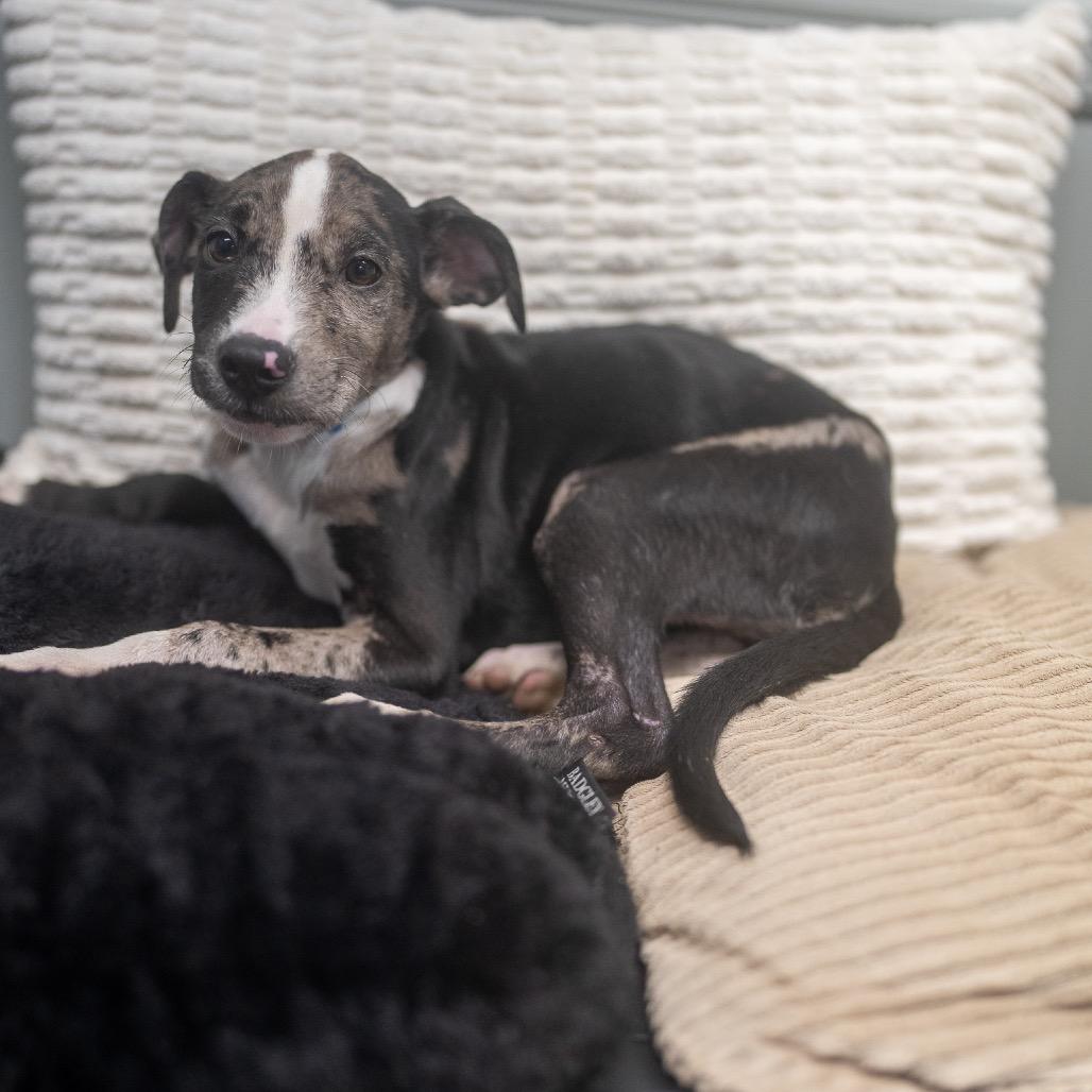 Enlarge Lulu, a Adoptable mixed breed in Pawling, NY image 5/6