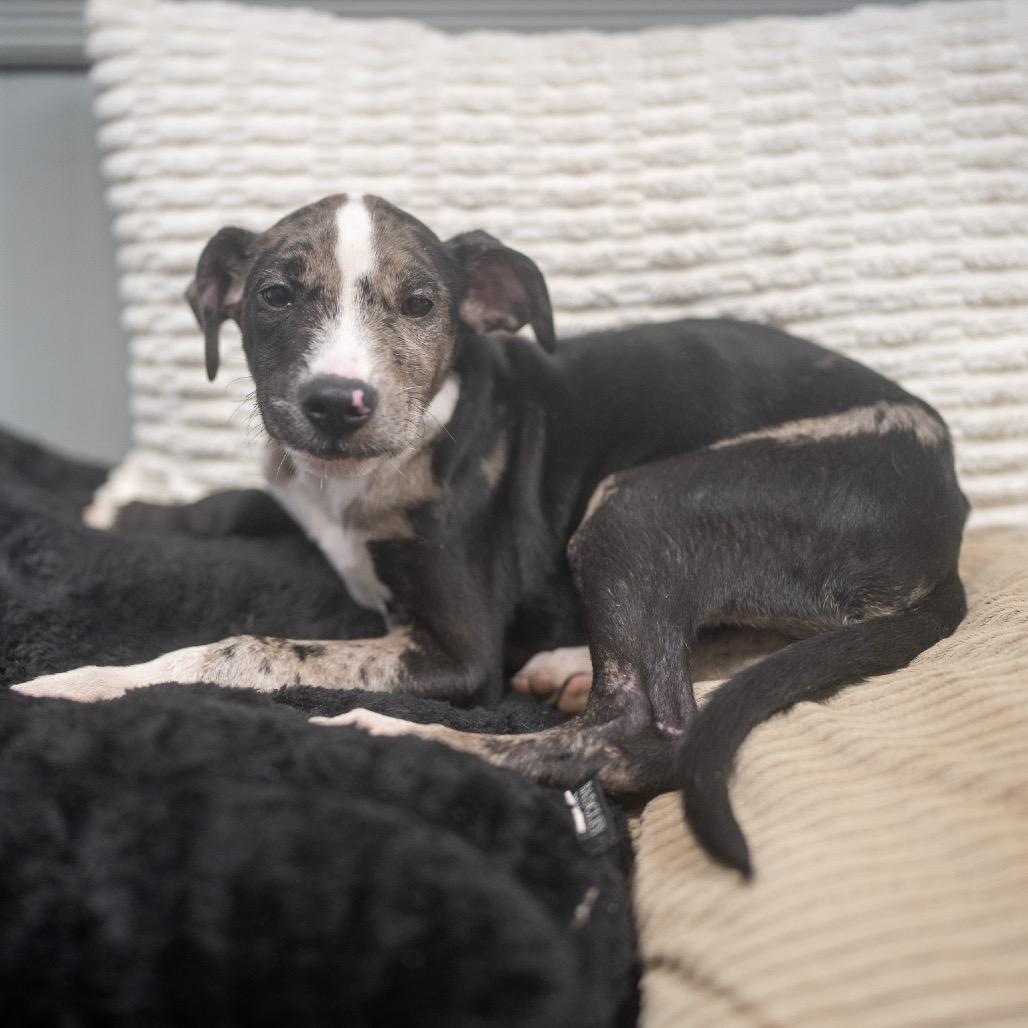 Enlarge Lulu, a Adoptable mixed breed in Pawling, NY image 6/6