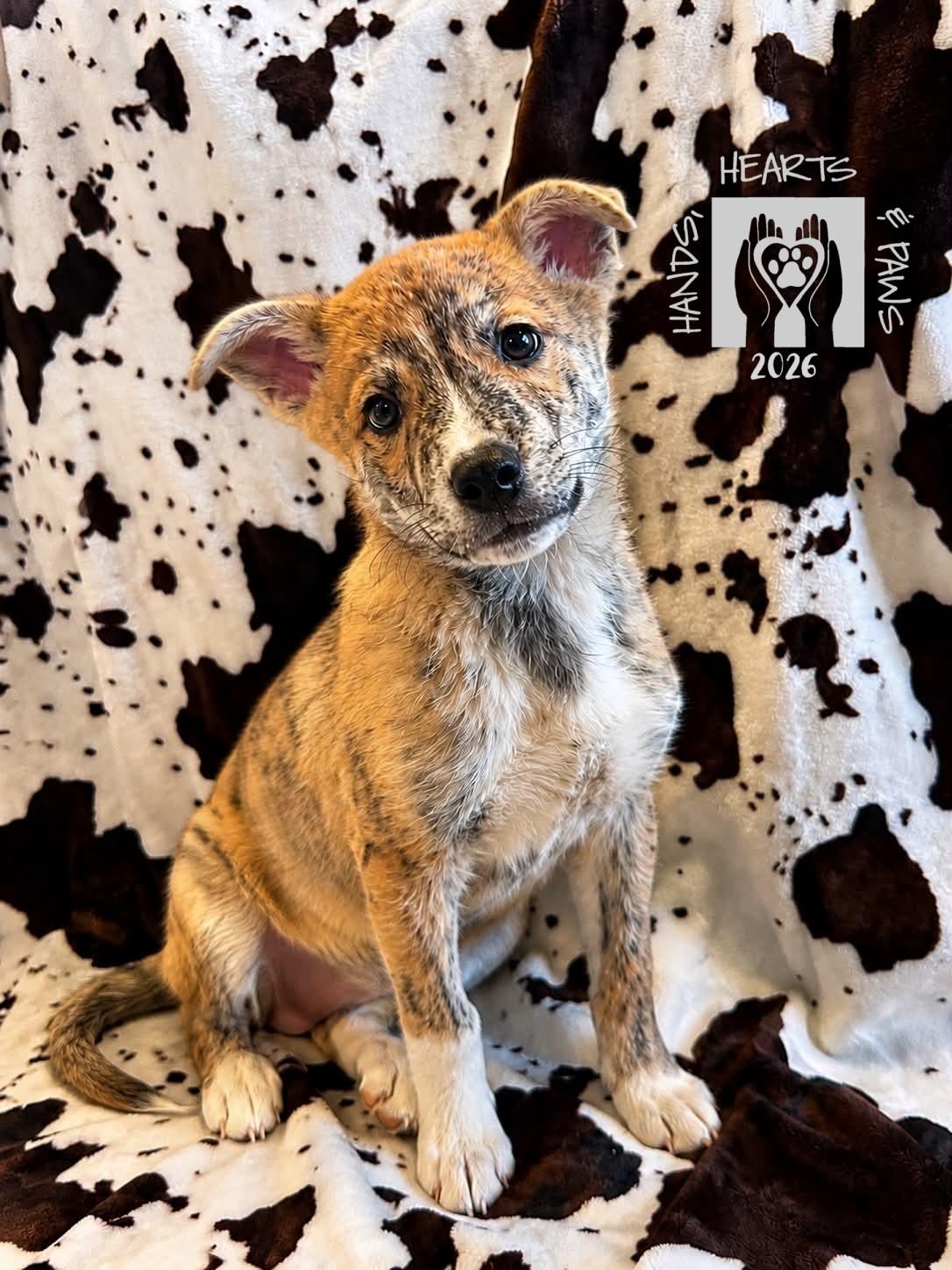 Kyle, an adopted mixed breed in Omaha, NE image 2/2