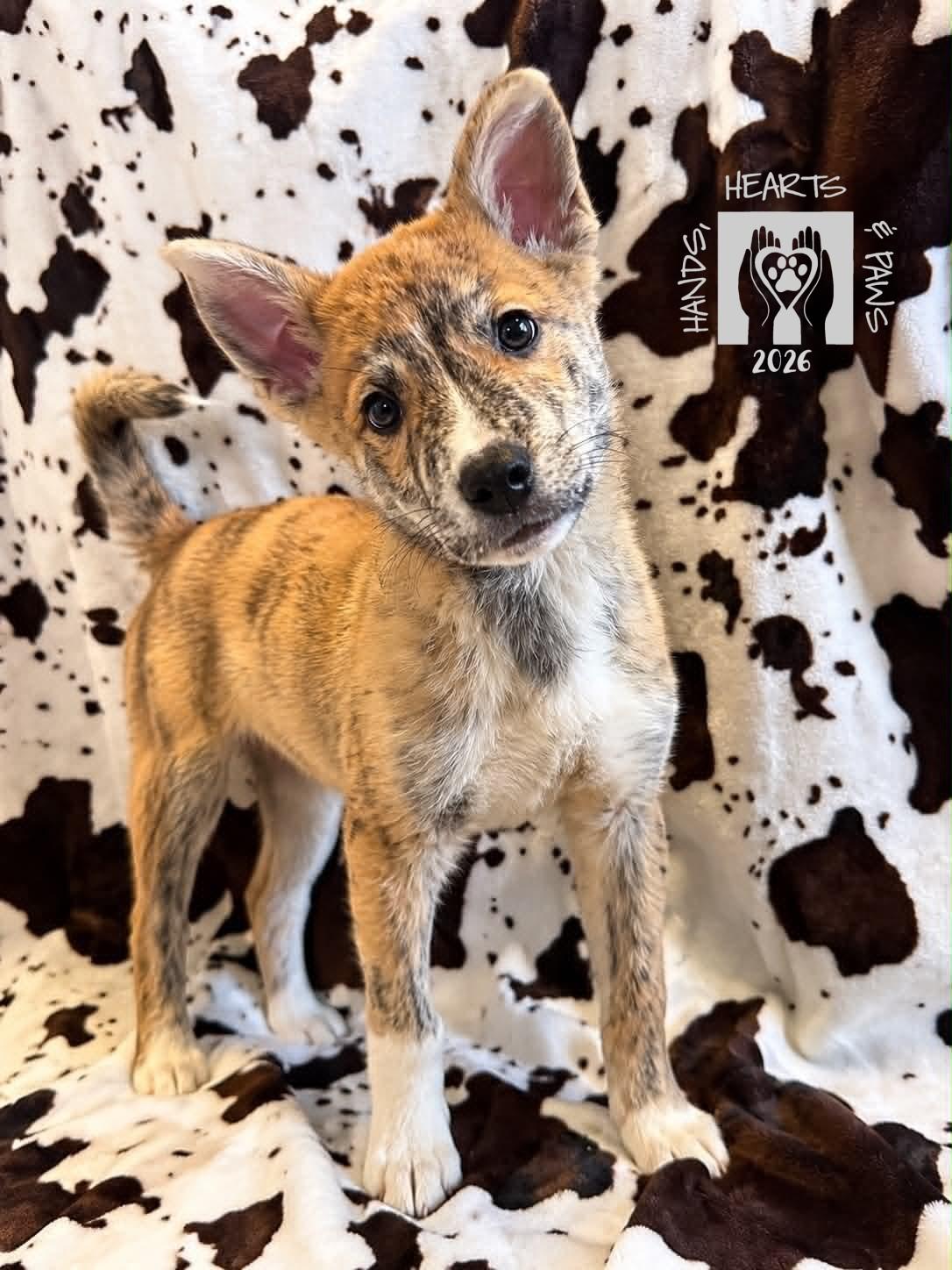 Kyle, adopted, Puppy Male American Eskimo Dog & Terrier.