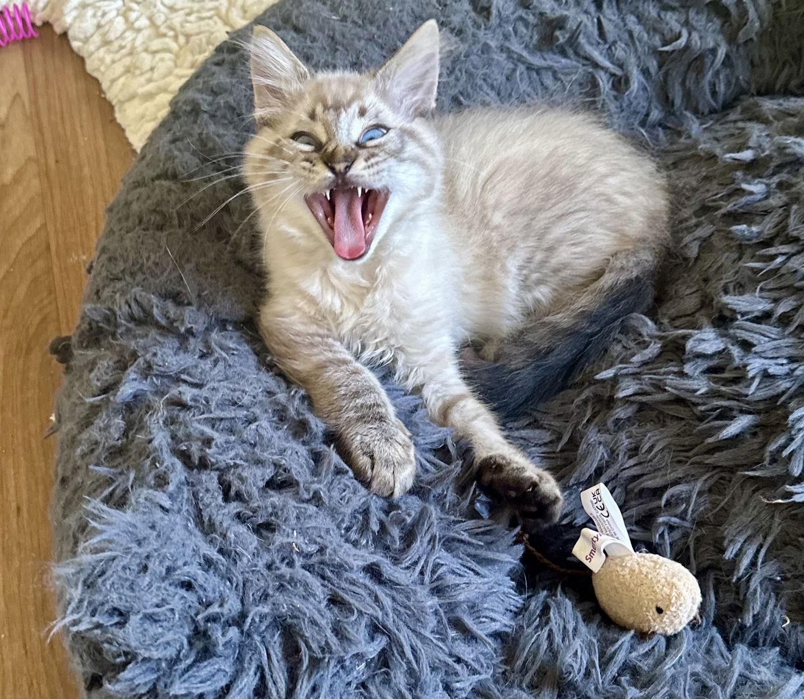 Poppie, Adoptable, Young Female Siamese & Domestic Long Hair.