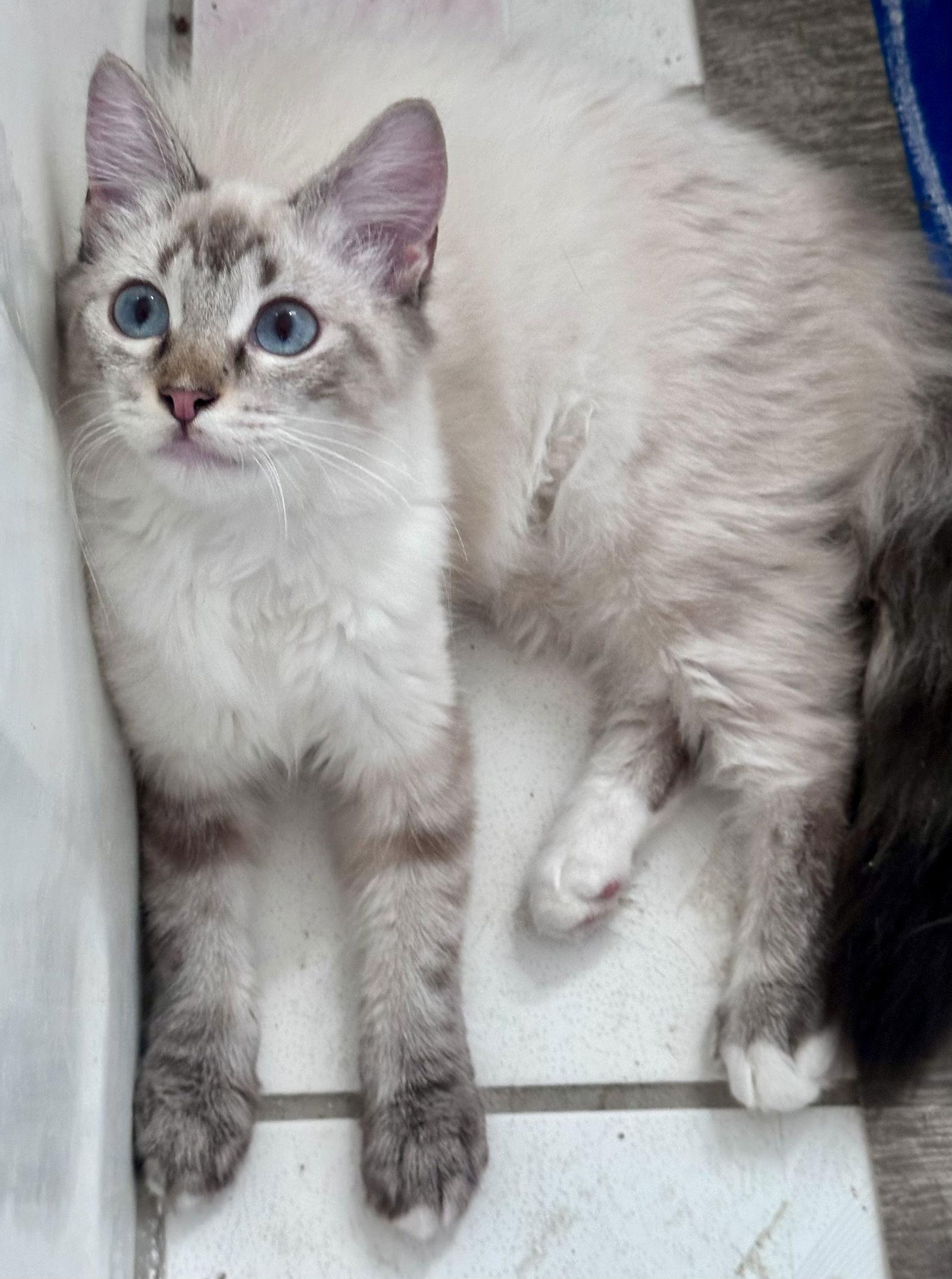 Enlarge Poppie, a Adoptable mixed breed in Long Beach, CA image 2/3