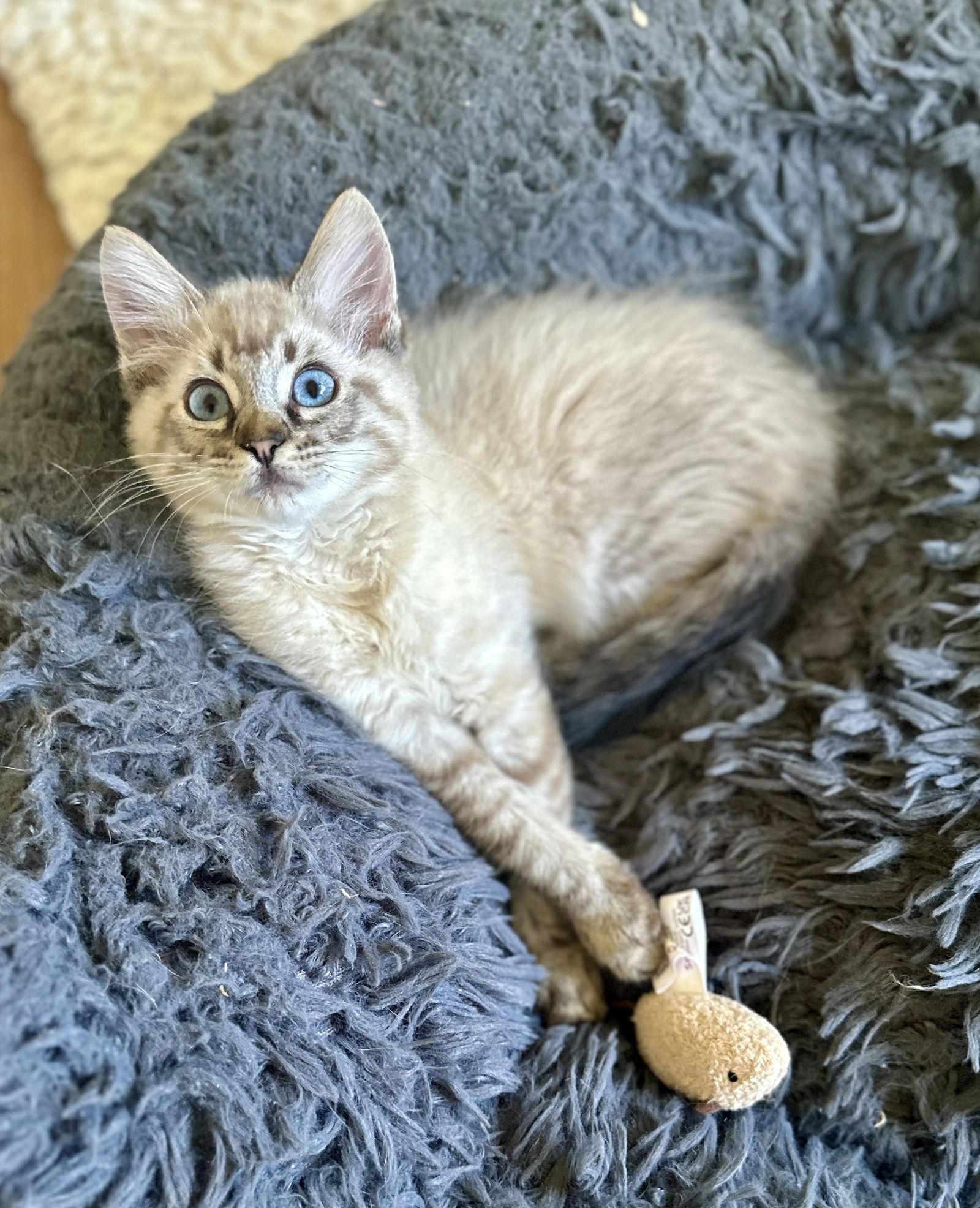 Enlarge Poppie, a Adoptable mixed breed in Long Beach, CA image 3/3