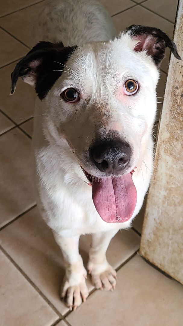 Tarantino , Adopted, Adult Male Cattle Dog.