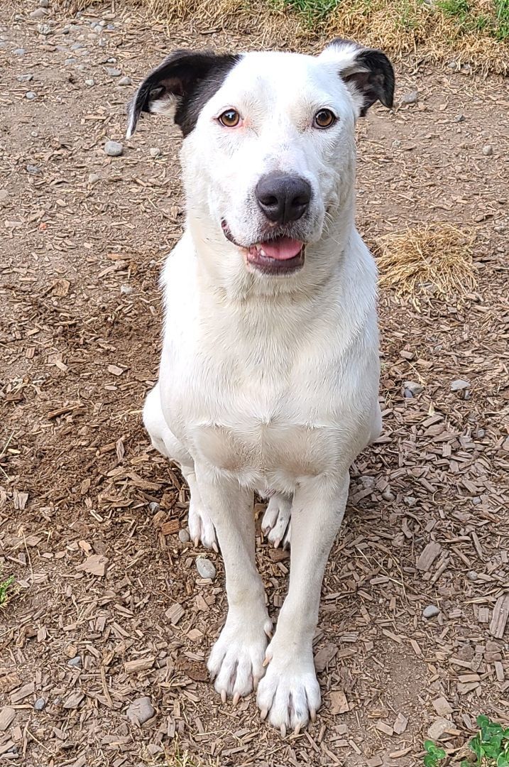 Enlarge Tarantino , a Adopted mixed breed in Lake Stevens, WA image 2/7