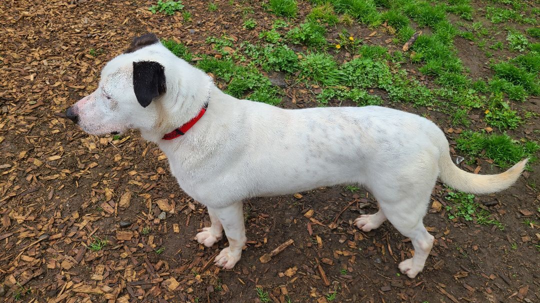 Enlarge Tarantino , a Adopted mixed breed in Lake Stevens, WA image 3/7