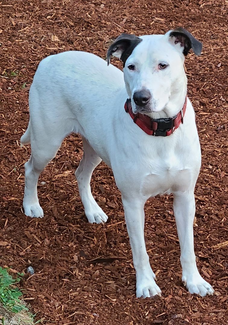 Enlarge Tarantino , a Adopted mixed breed in Lake Stevens, WA image 4/7