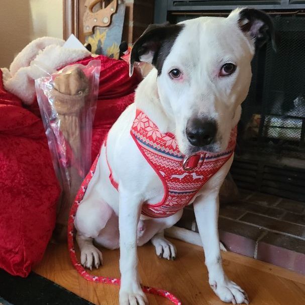 Enlarge Tarantino , a Adopted mixed breed in Lake Stevens, WA image 5/7